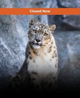 Snow Leopard Expedition